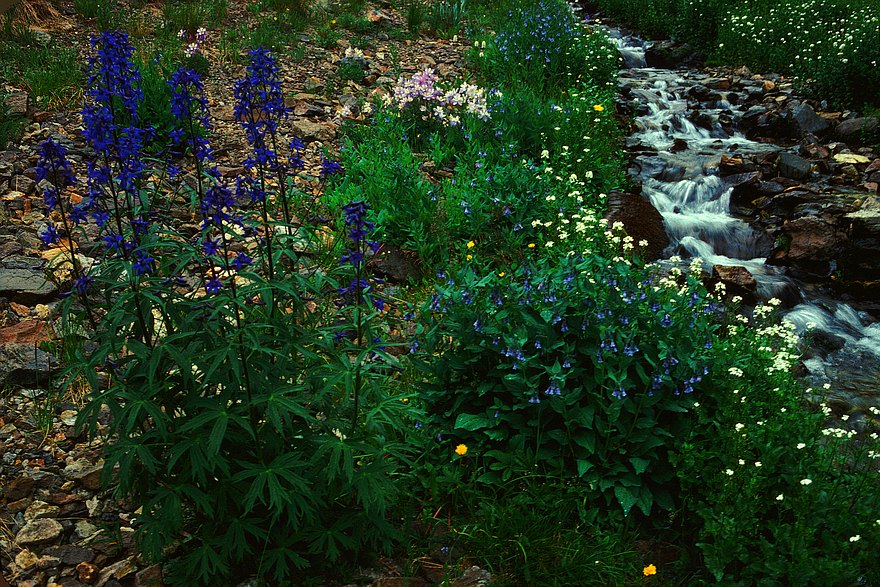 Streamside, La Garita Wilderness