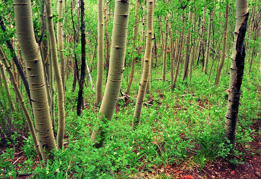 Deep Forest Aspen, Rio Grande River valley