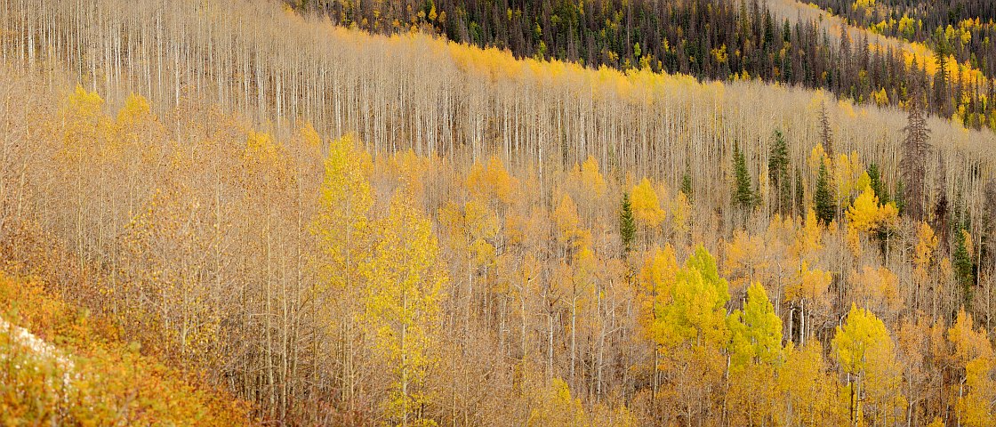 Abstract Aspen, Slumgullion Creek