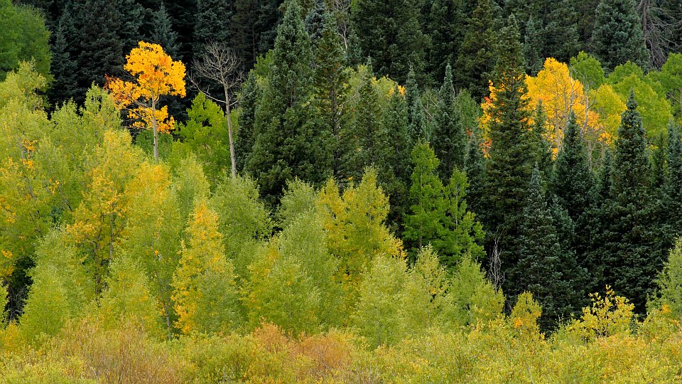 Early Fall Colors, Cimarron River Valley