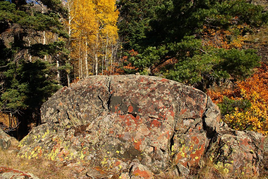 Lichened Bedrock and Forest