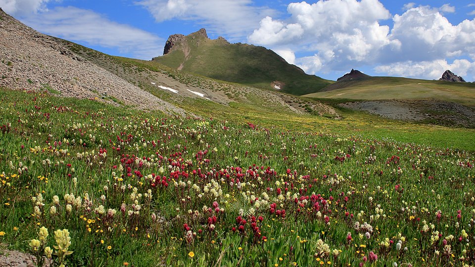 Indian Paintbrush and Wildhorse Peak