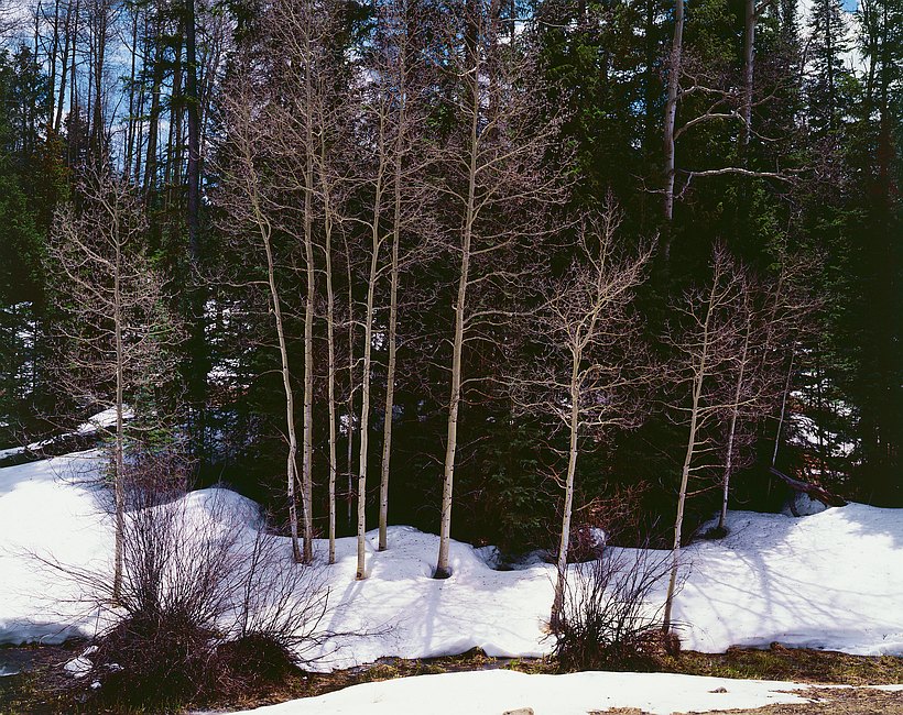 Budding Aspen, Cimarron River valley