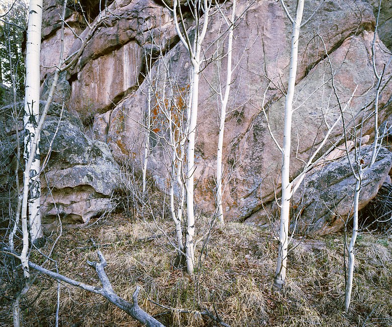 Aspen at Base of Lichened Boulders & Cliffs