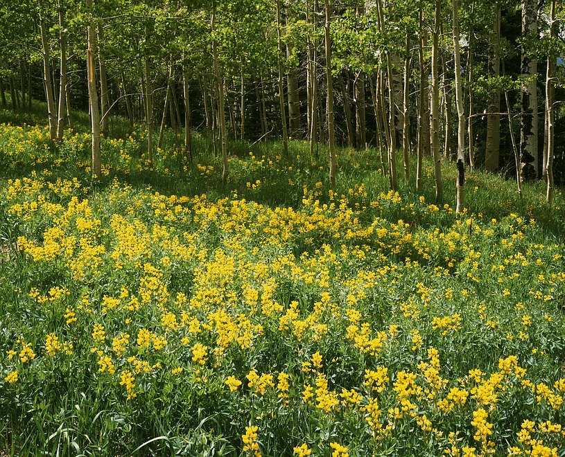 Aspen & False Lupine Forest; Cuchara Pass, CO.