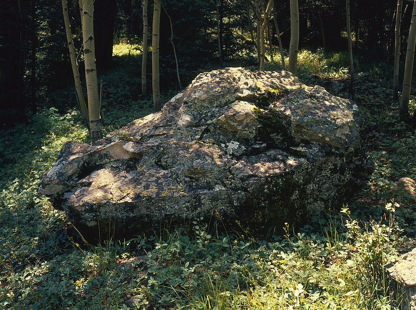 Deep Forest Lichen Covered Boulder